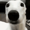 dogscared