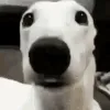 dogscaredghouliez