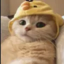 catcat