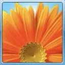 Win 7 flower