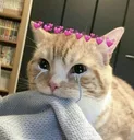 abrazo gatuno