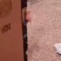 cherryish_peekaboo