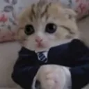 lawyer cat