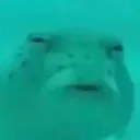What fish