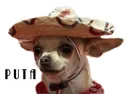 puta doggo