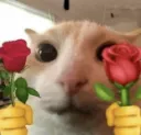 cat poppy gg/bfts