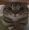 cat gg/bfts