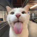 CatCatCatCaCatCatCatCa
