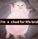fat chud kitty