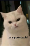 stupid