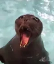 Seal Scream