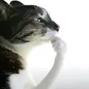 cat hmmm