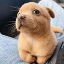 cachorrinho 