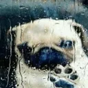 The feeling of longing…