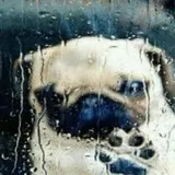 The feeling of longing… The feeling of longing…