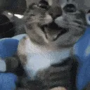 Cat Laughing