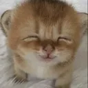 happy cat