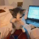scuba cat /dateroom