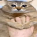 zz fat ass