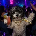 Cosmo Emilio Stan