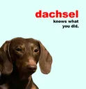 dachsel knows what you did.