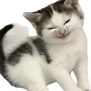 cheeky cat .gg/dateroom