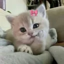 uwukitten .gg/dateroom