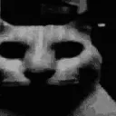 Cat stare gg/bfts