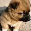 Sus
