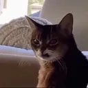 Angrycar