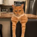 Mog cat