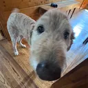 happy doodle