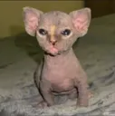 tfucat