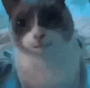 Nervykitty    .GG/badboi