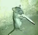thug rat