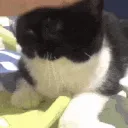 Catpat