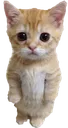 cat /anyday