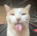 gato