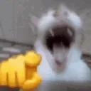 CAT FHAAHAHAHAA