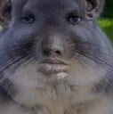 Smart hamster 