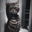 CatDance