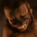 monkey_11