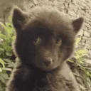awkward_bear