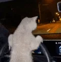 cat_drive