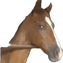 horsey