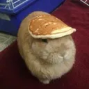 Bnnuy