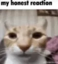 honest