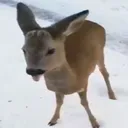 deer :p