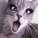 Ahhhhhh / cupcake cat