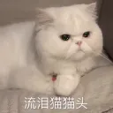 cat crying